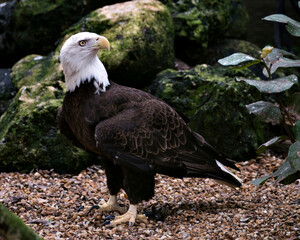 Bald Eagle Stock Photos.  Close-up profile view displaying brown feathers plumage, white head, eye, beak, talons, white tail, wings with moss and rock background in its habitat and environment. 