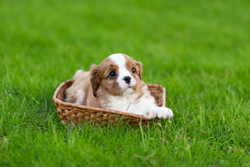 cavalier king charles spaniel puppies