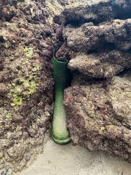 Wellington boot between rocks