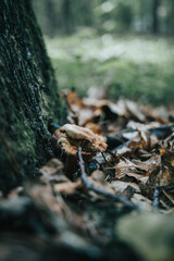 Wald