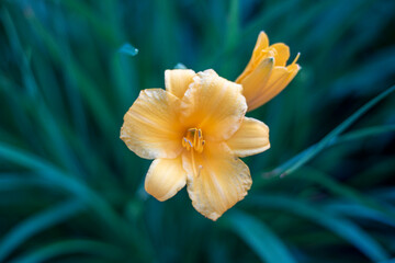 Fototapeta premium daffodil on the wind