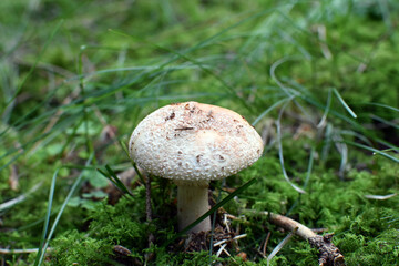 Perlpilz zwischen Moos