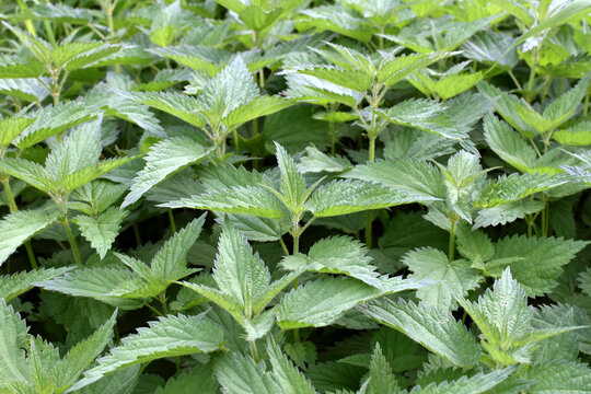 Die Gro&szlig;e Brennnessel (Urtica dioica) 