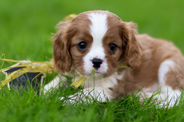 cavalier king charles spaniel