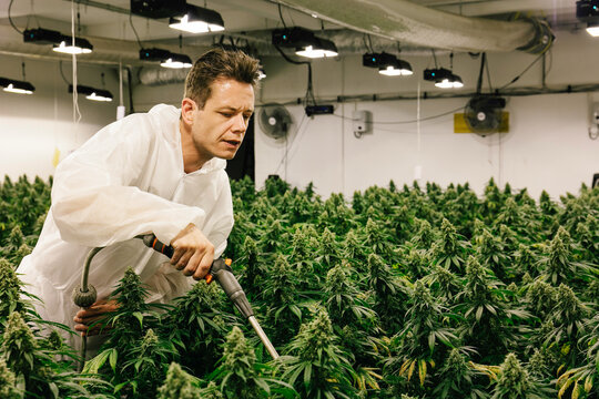 Man Watering Indoor Cannabis Plantation