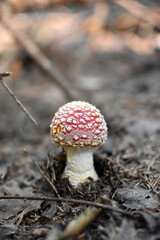 Junger Fliegenpilz im Wald