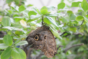 Caligo marita, Motyl, Nutra © Adam