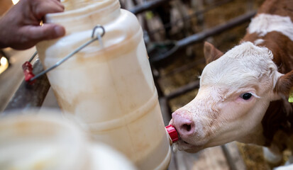 Farmer feeding calf with milk from bucket © Budimir Jevtic