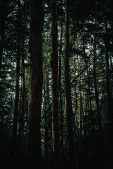Wald