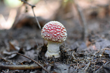 Junger Roter Fliegenpilz (Amanita muscaria)