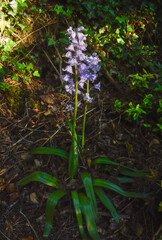 Bluebell Flower Portrait in Natural Environment