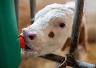 Calf drinking milk from bucket