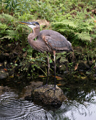 Blue Heron stock photos. Blue Heron standing on a rock by the water with a nice foliage background displaying feathers plumage, wings, head, eye, long neck, legs, beak in its habitat and environment.