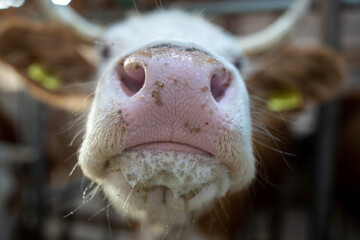 Calf's muzzle after milking