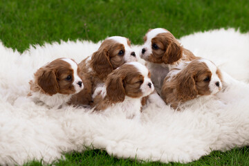 cavalier king charles spaniel