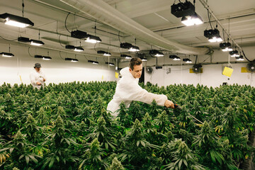 Two Men Watering Indoor Cannabis Plantation