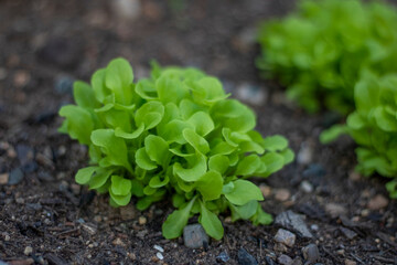 lettuce growing in the garden