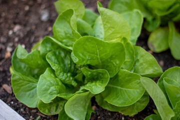 fresh green lettuce
