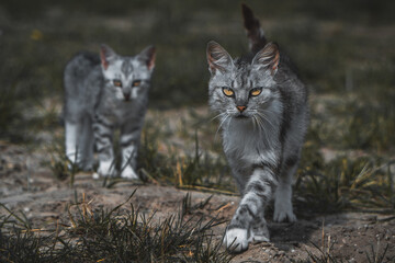 Cats © Konrad