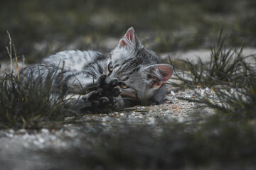 CAT © Konrad