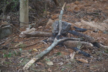 burnt tree on the ground next to a rock
