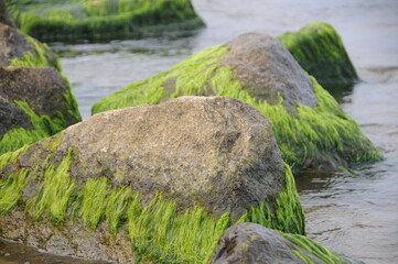 Kamień, Glon morskie, Bałtyk, Morze, Plaża, Kamienie na morzem,
