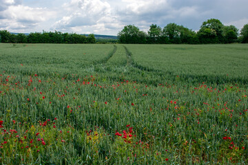 red poppies in wheat field