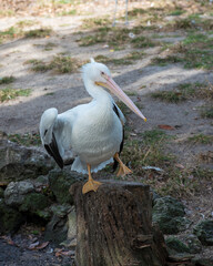 White Pelican stock photos.  Close-up profile view standing and dancing on a log with fluffy white feathers wings enjoying the sun in its environment and habitat.  Image. Picture. Portrait.