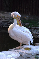 pelican in the water