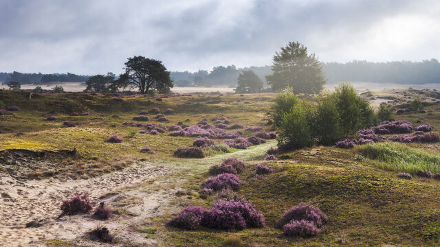 Footpath and flowering heather after the rain on the Hulshorsterheide, Nunspeet, Veluwe