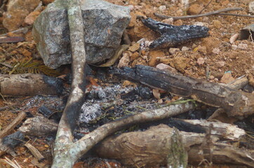 Fototapeta na wymiar burnt tree on the ground next to a rock 