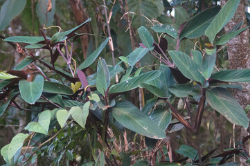 branches of beautiful green plants
