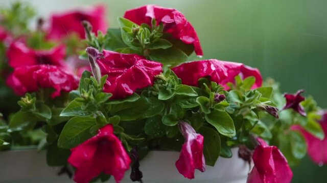 Ecosystem functional response across precipitation extremes. Periods of extreme precipitation are drivers of interannual variability in ecosystem functioning in water limited communities. Rain flowers
