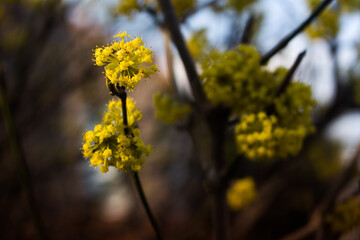 yellow flowers in spring