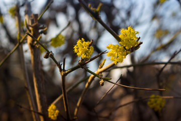 yellow flowers on a tree