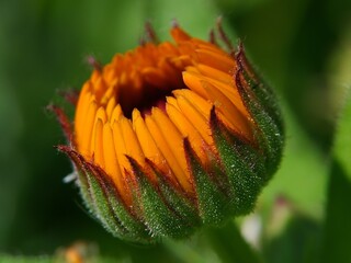 orange flower with dew drops