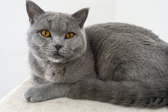 british grey cat on scrath tree
