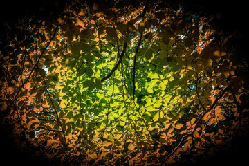 Macro Leaf In Beautiful Light and Shade