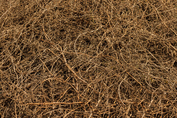 Dry twisted hops lane texture, top view, close-up, background