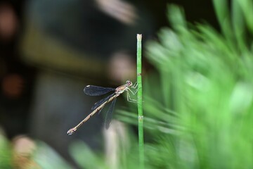 Samica ważki pałątki zielonej (Chalcolestes viridis) na sitowiu bagniennym © Lancan