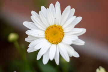 Naklejka premium daisy flower closeup