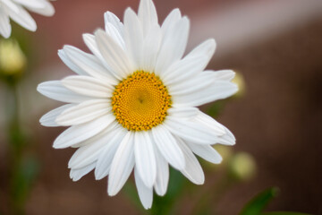Fototapeta premium daisy flower closeup