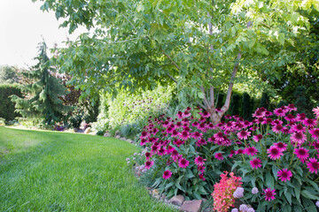 Echinacea blooming in a garden	
