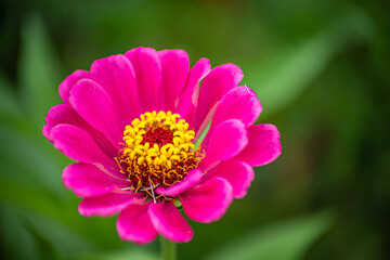 Obraz premium close up of a pink flower