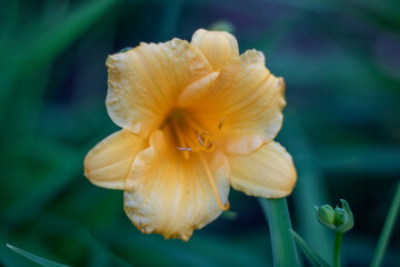 Fototapeta na wymiar yellow flower with dew drops