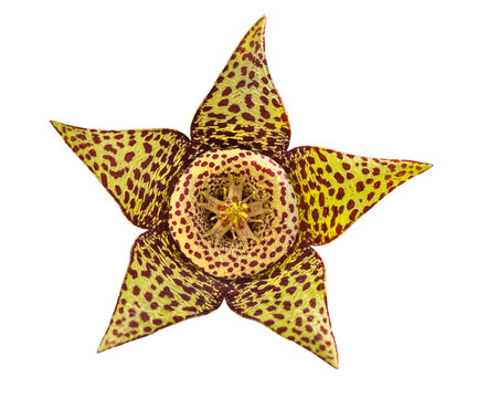 flower of Succulent plant Orbea variegata or stapelia variegata isolated on white background. Known as star flower or starfish cactus, carrion cactus, carrion flower, toad cactus. Selective focus