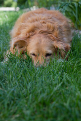 Tired dog resting on a  grass in a yard