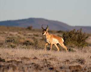 antelope in the wild pronghorn buck