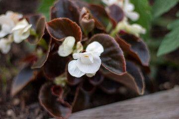 mushrooms on the tree