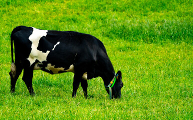 Black and white Holstein Friesian cow grazing on a lush green meadow.